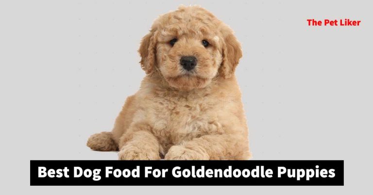 Best Dog Food For Goldendoodle Puppies