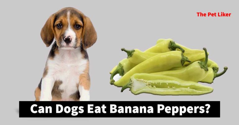 Can Dogs Eat Banana Peppers