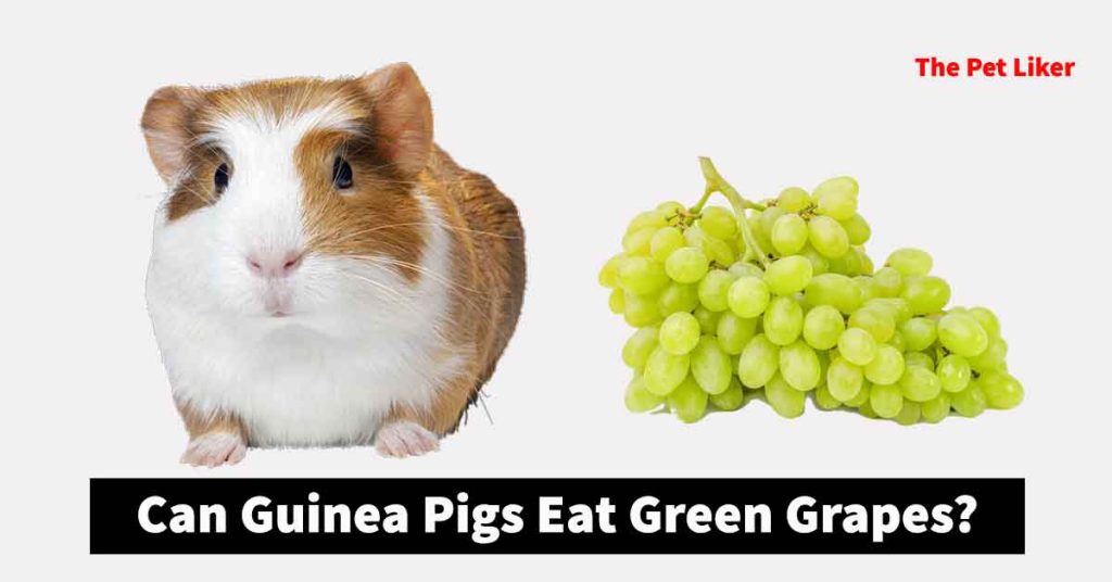 Can Guinea Pigs Eat Green Grapes