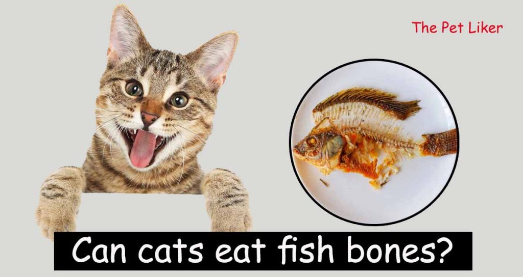 Can cats eat fish bones