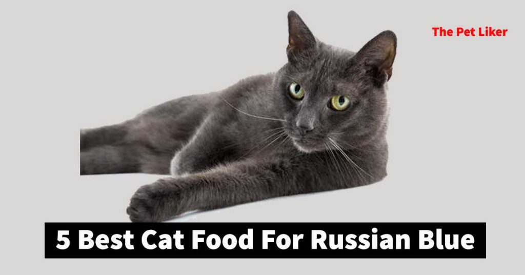 Best Cat Food For Russian Blue