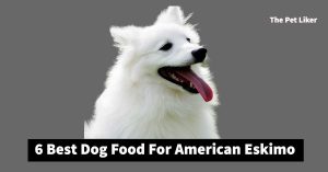 Best Dog Food For American Eskimo