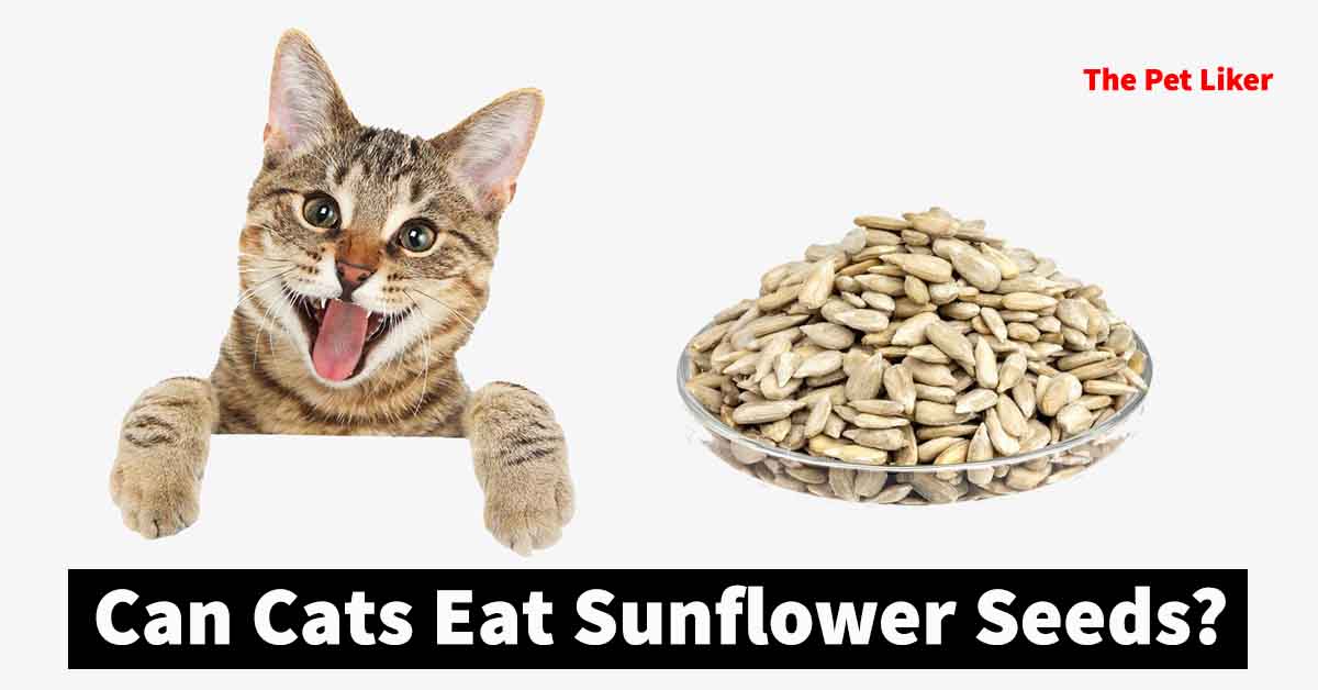 Can Cats Eat Sunflower Seeds? - Best Answer Of 2023