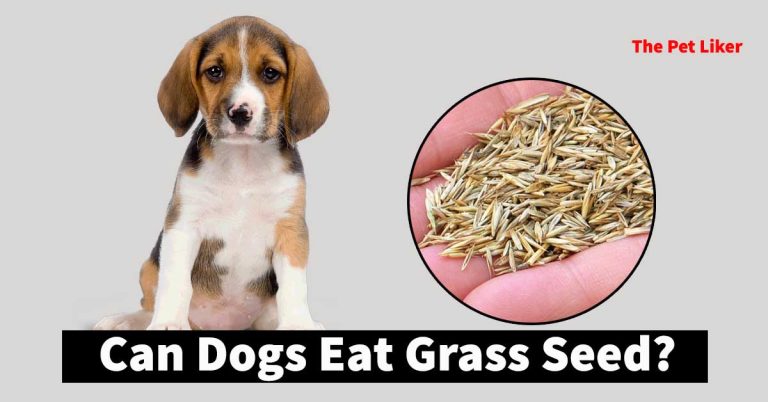 can dogs eat grass seed