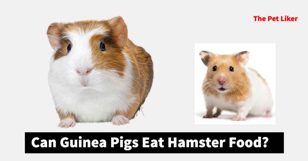 Can Guinea Pigs Eat Hamster Food