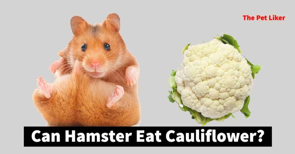 can hamsters eat cauliflower