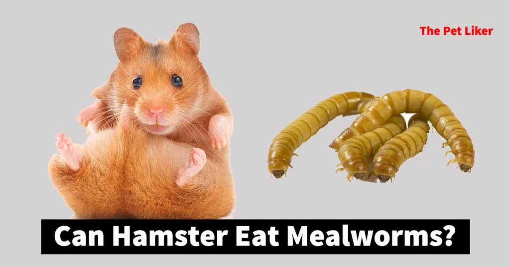 Can Hamsters Eat Mealworms