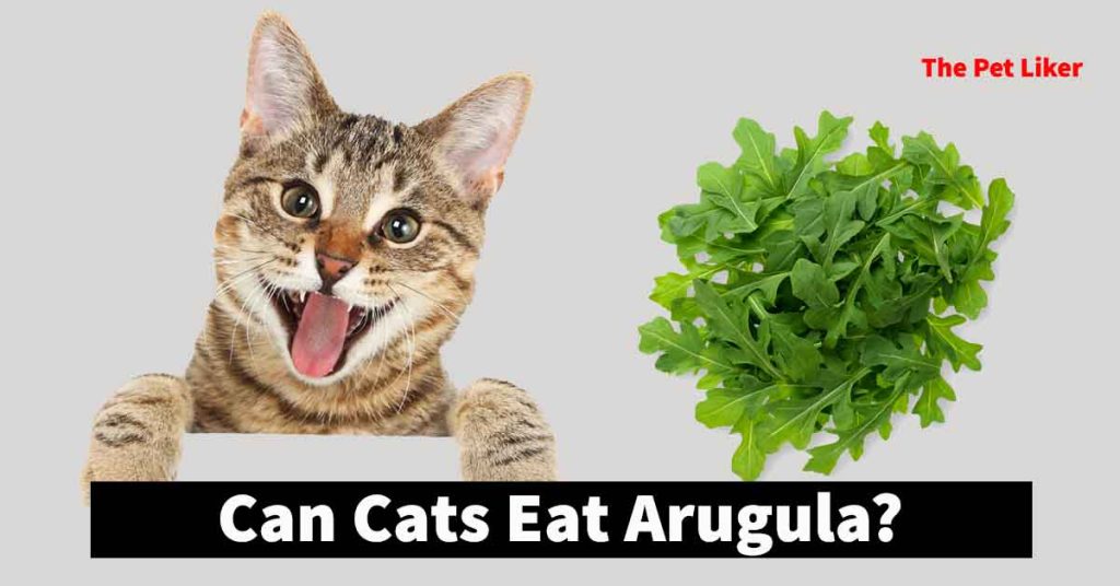 Can Cats Eat Arugula