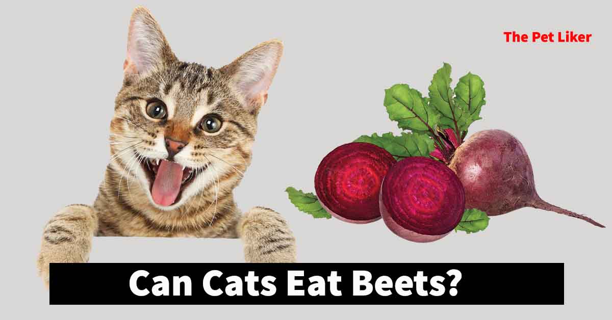 Can Cats Eat Beets