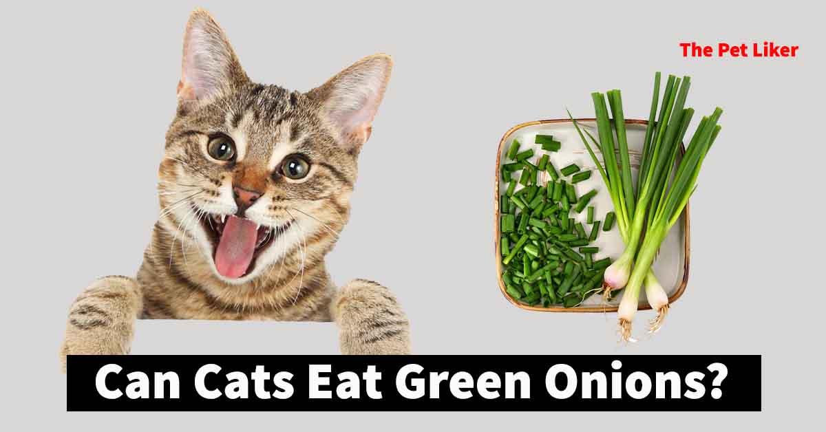 Can Cats Eat Green Onions