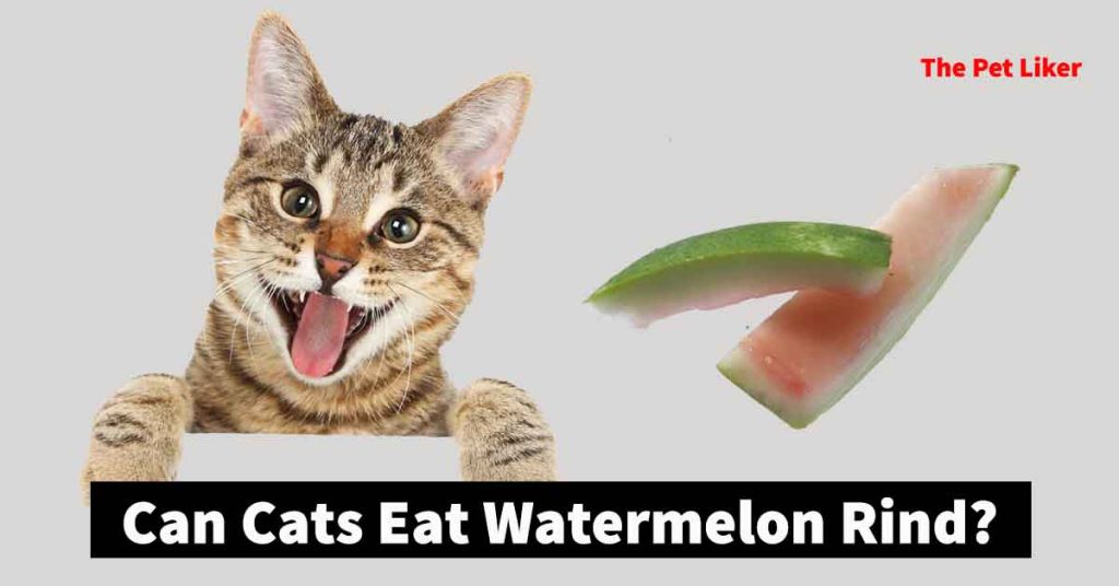 Can Cats Eat Watermelon Rind