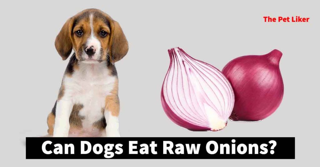 Can Dogs Eat Raw Onions