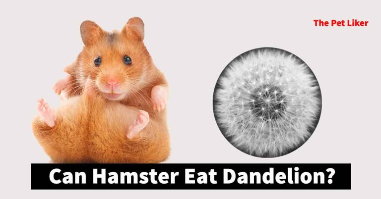 Can hamsters Eat dandelions