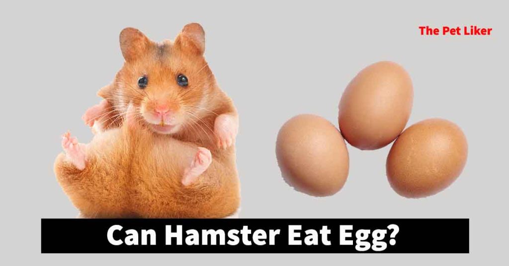 Can Hamster Eat Eggs