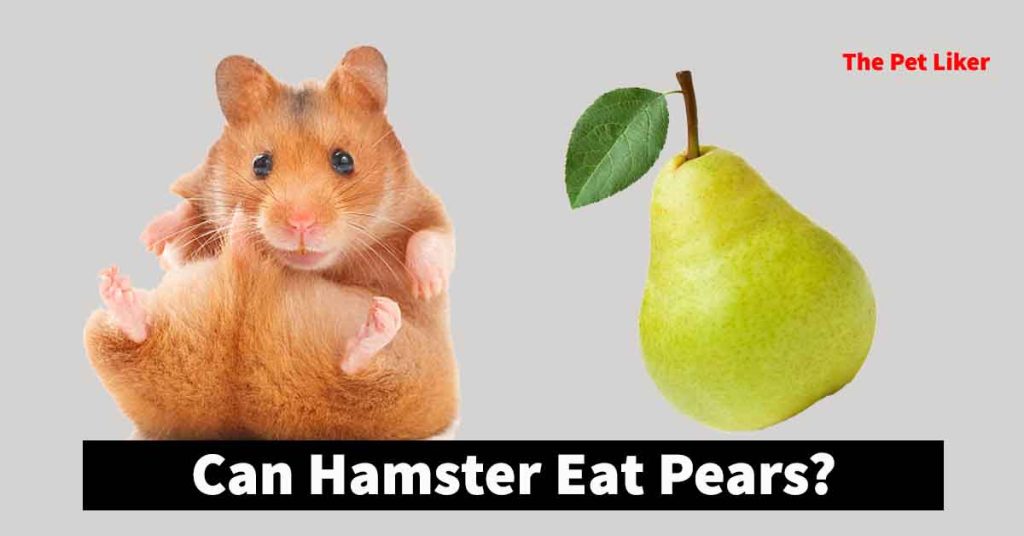 Can Hamsters Eat Pears
