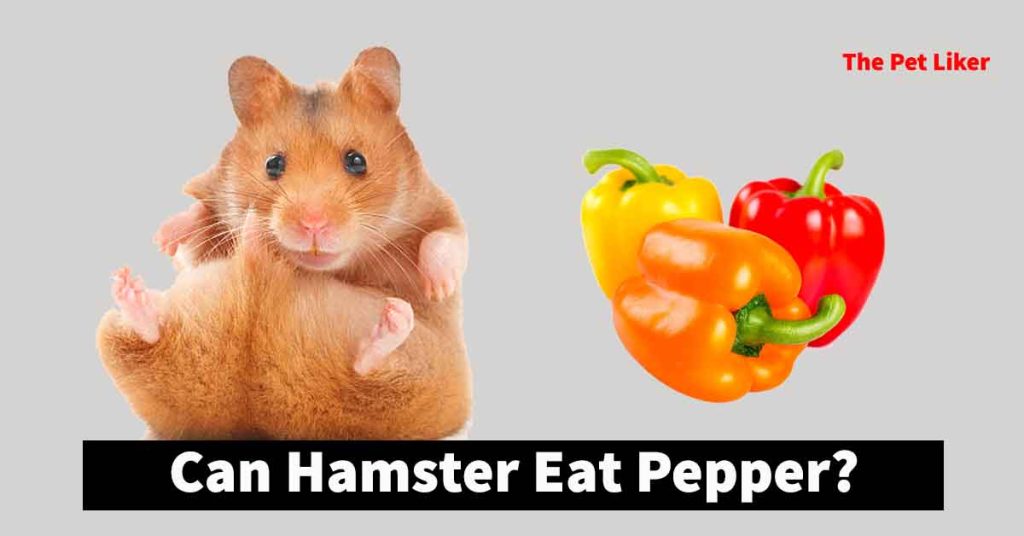 Can Hamsters Eat Pepper