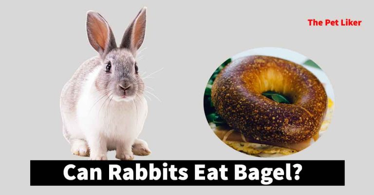 Can Rabbits Eat Bagels
