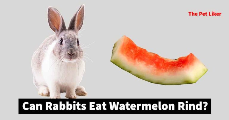Can Rabbits Eat Watermelon Rind