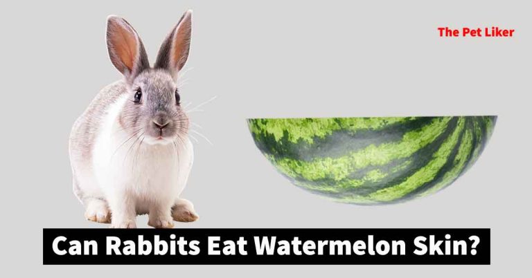 Can Rabbits Eat Watermelon Skin