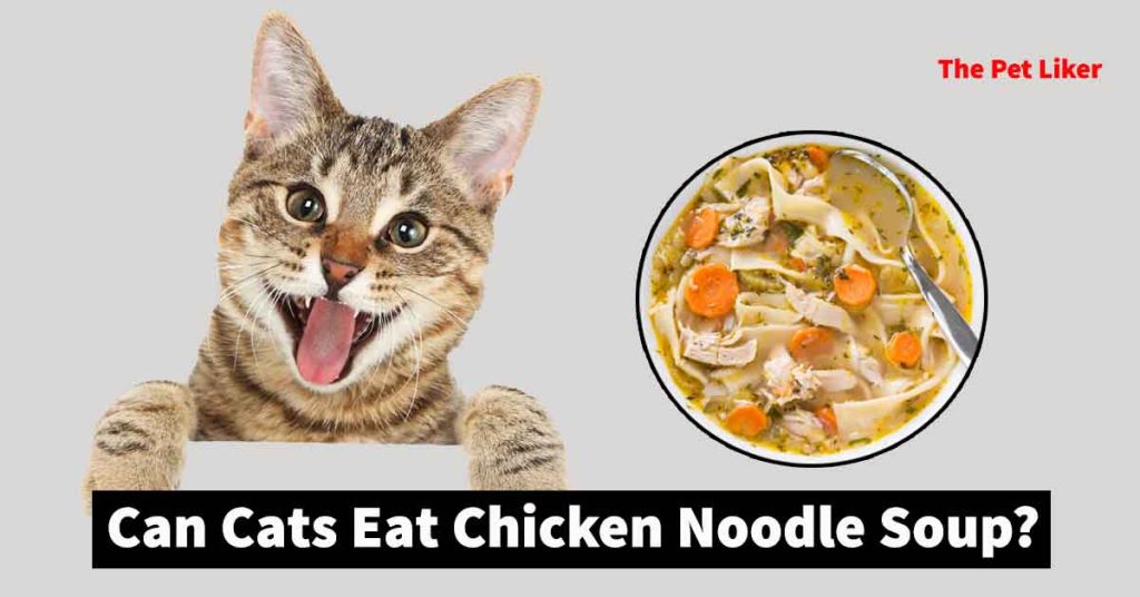 Can cats eat chicken noodle soup