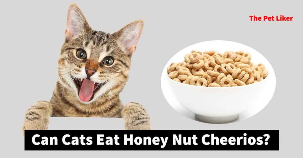 Can cats eat honey nut cheerios