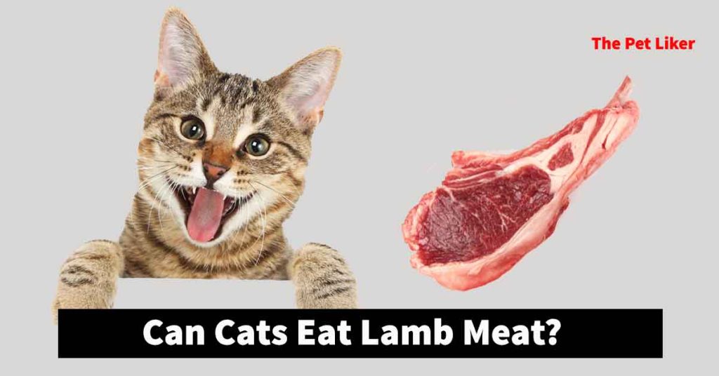 Can cats eat lamb