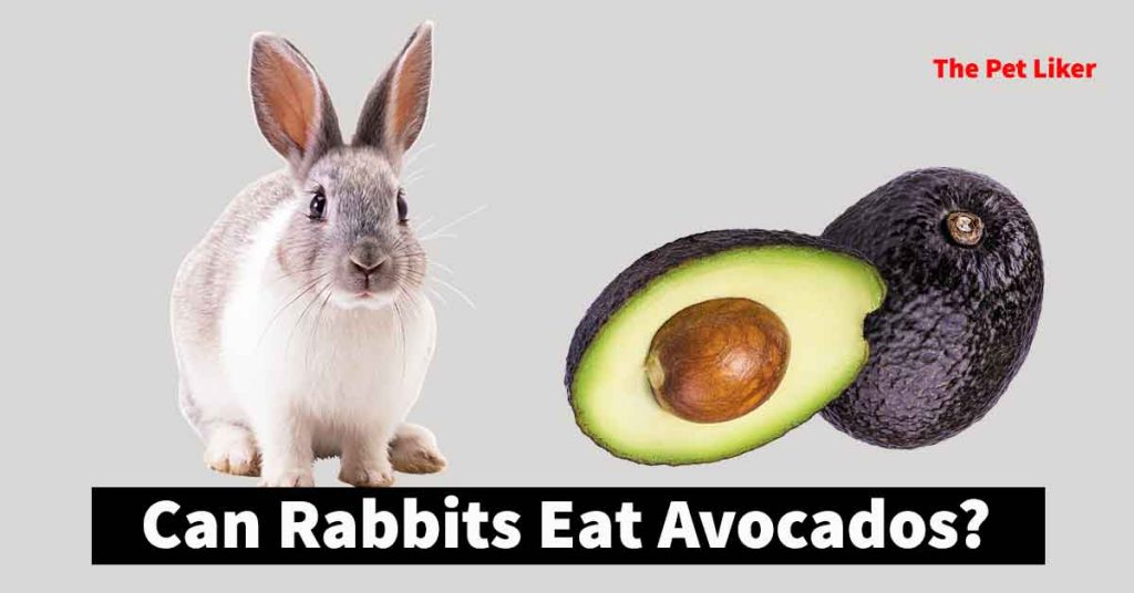 Can rabbits eat avocados