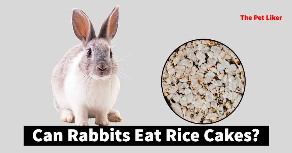 can rabbits eat rice cakes
