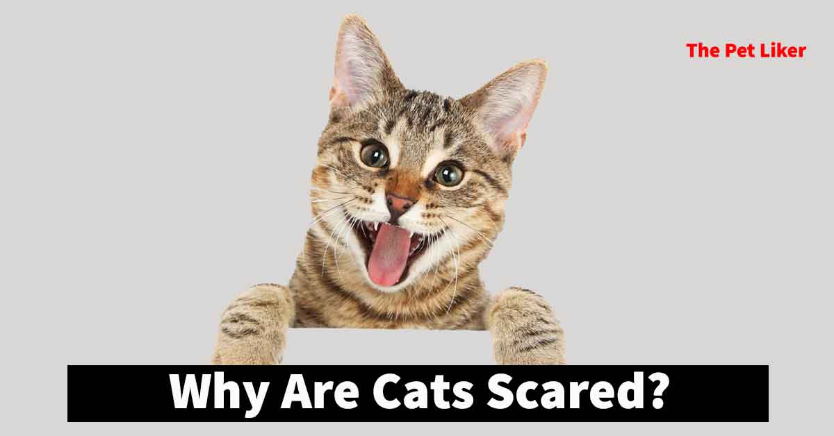 Why Are Cats Scared