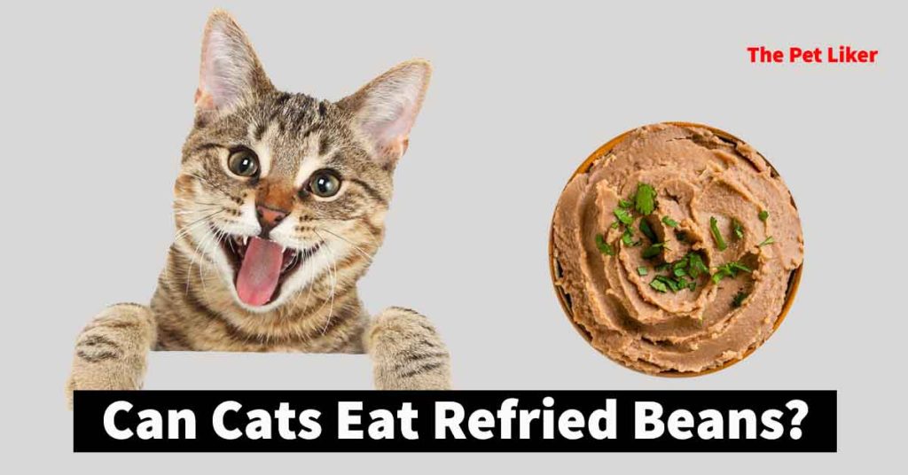 Can Cats Eat Refried Beans