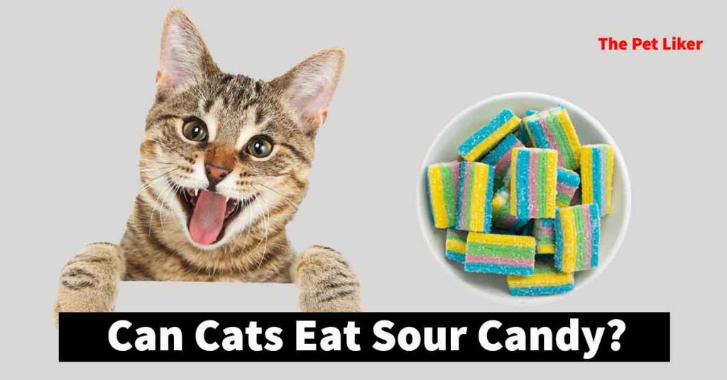 Can Cats Eat Sour Candy