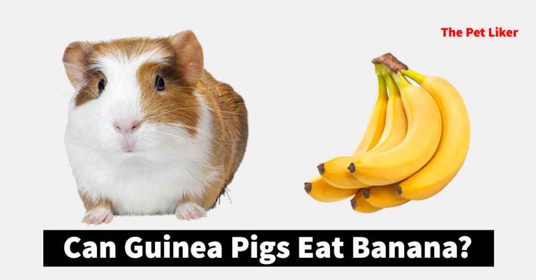 Can Guinea Pigs Eat Banana