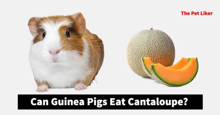 Can Guinea Pigs Eat Cantaloupe