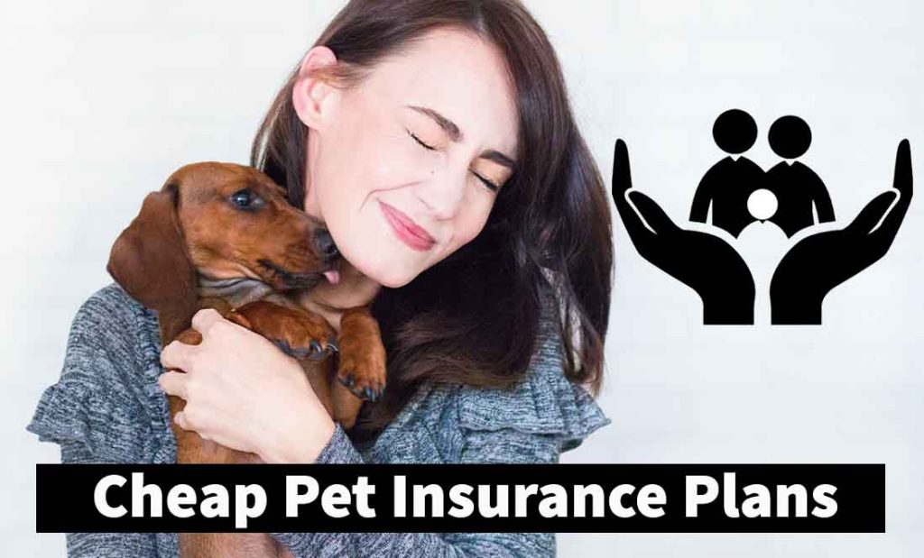 Cheap Pet Insurance Plans