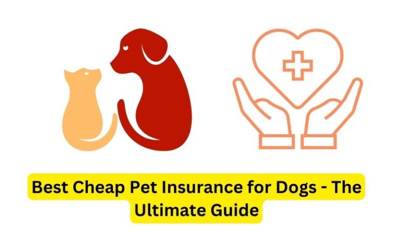 Best Cheap Pet Insurance for Dogs