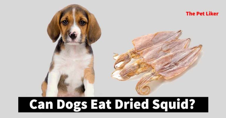 Can Dogs Eat Dried Squid