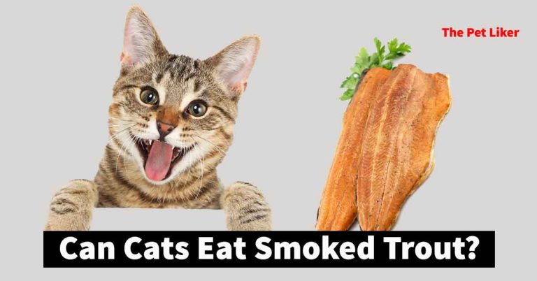 Can Cats Eat Smoked Trout
