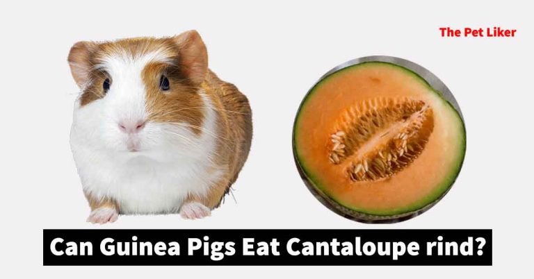 Can Guinea Pigs Eat Cantaloupe rind?