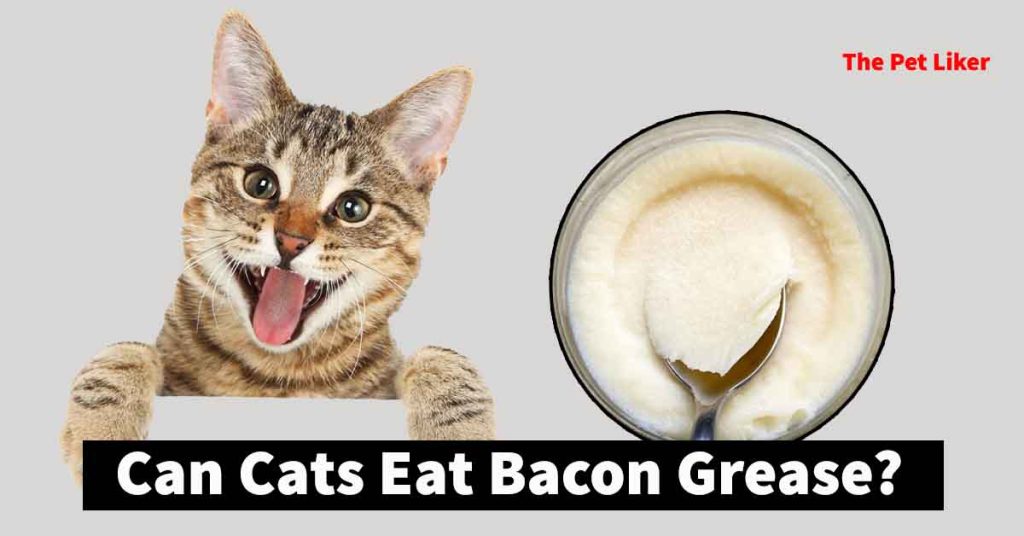 Can Cats Eat Bacon Grease
