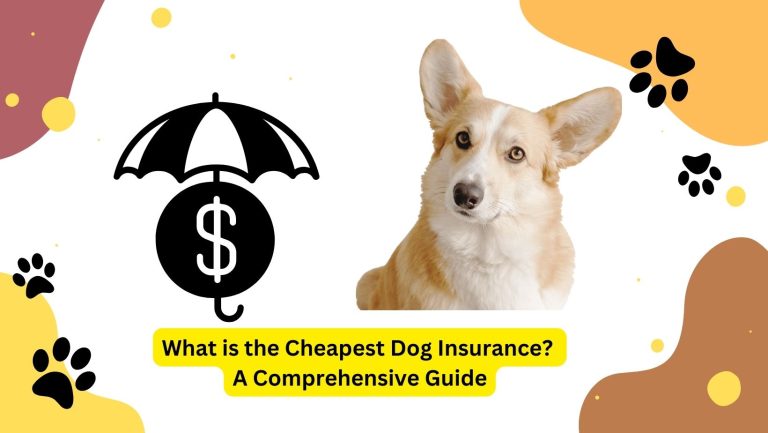 What is the Cheapest Dog Insurance