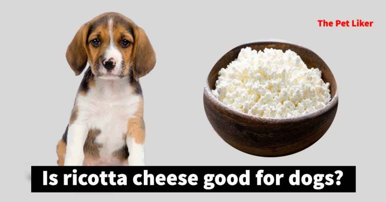 is ricotta cheese good for dogs