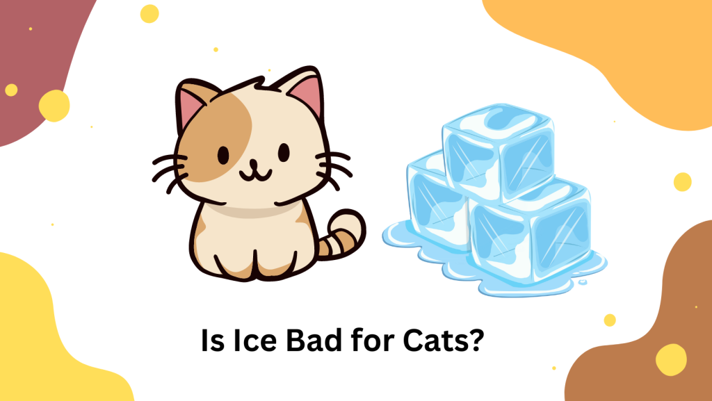 Is Ice Bad for Cats